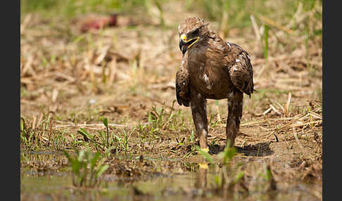 Steppenadler (Aquila nipalensis)