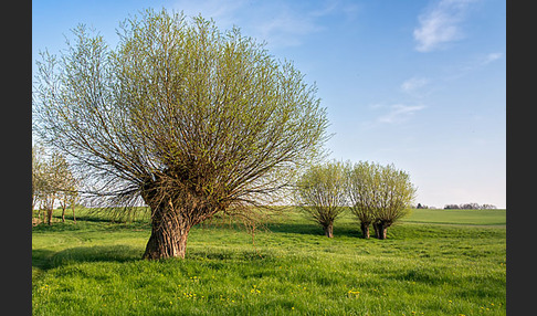 Frühling (spring)