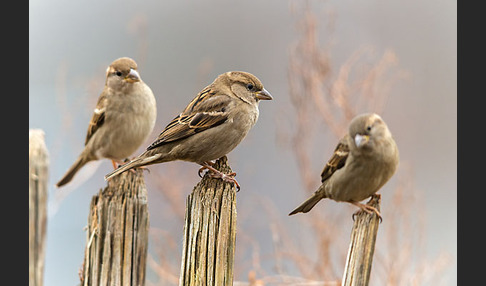 Haussperling (Passer domesticus)