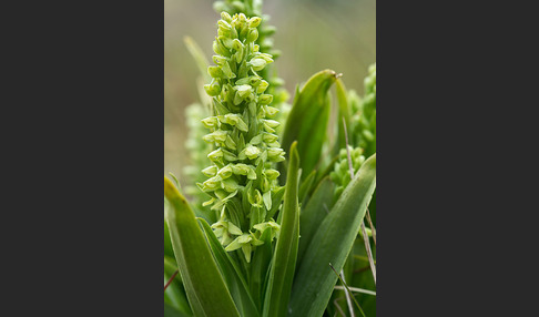 Nordische Waldhyazinthe (Platanthera hyperborea)