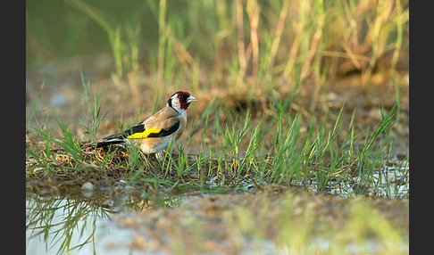 Stieglitz (Carduelis carduelis)