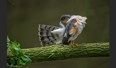 Sperber (Accipiter nisus)