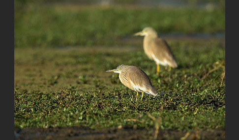 Rallenreiher (Ardeola ralloides)