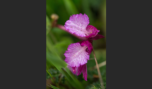 Schmetterlings-Knabenkraut (Orchis papilionacea)