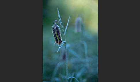 Messina-Schachblume (Fritillaria messanensis)