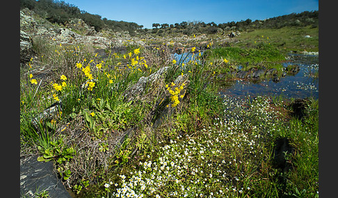 Reifrock-Narzisse (Narcissus bulbocidium)