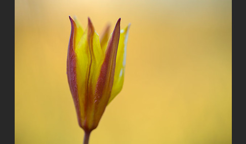 Wilde Tulpe (Tulipa sylvestris)