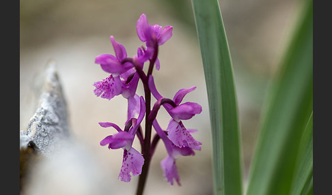 Südfranzösisches Knabenkraut (Orchis mascula ssp. olbiensis)