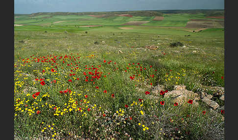 Spanien (Spain)