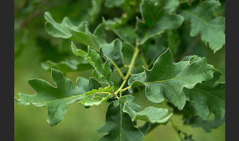 Flaumeiche (Quercus pubescens)