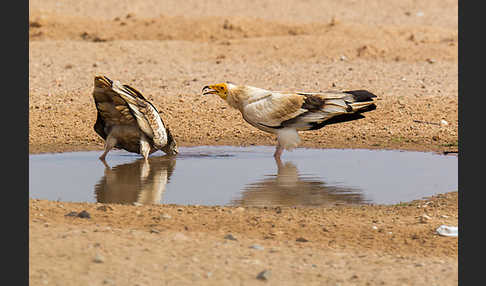 Schmutzgeier (Neophron percnopterus)