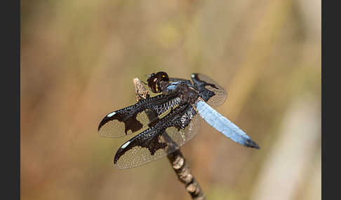 Portia Witwe (Palpopleura portia)