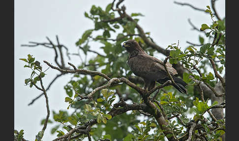 Silberadler (Hieraaetus wahlbergi)