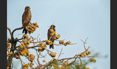 Schwarzmilan (Milvus migrans)