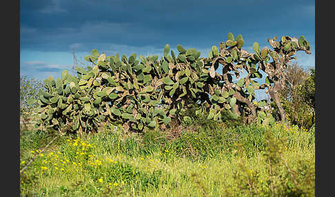 Feigenkaktus (Opuntia ficus-indica)