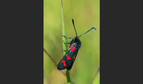 Gemeines Blutströpfchen (Zygaena filipendulae)