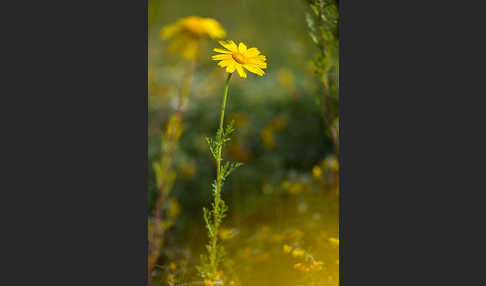 Kronenwucherblume (Glebionis coronaria)