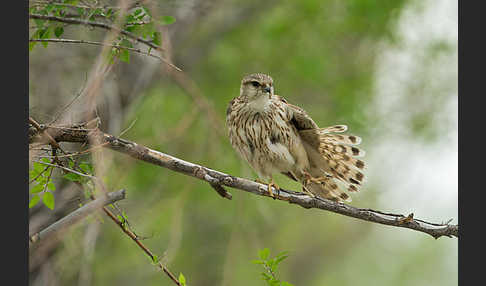 Merlin (Falco columbarius)