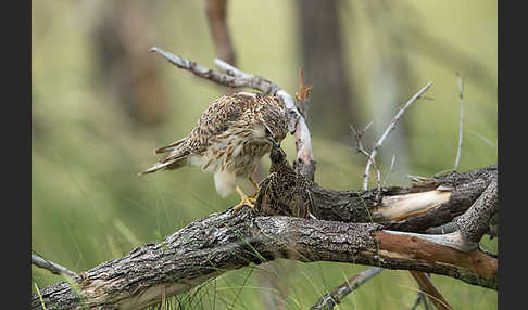 Merlin (Falco columbarius)