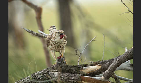 Merlin (Falco columbarius)