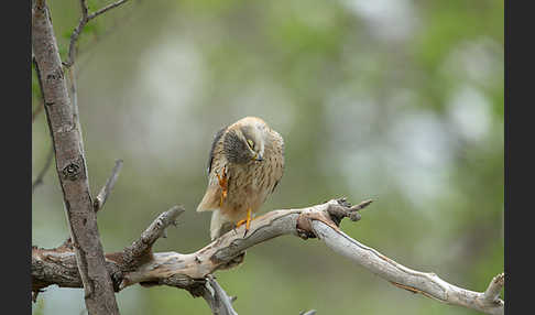 Merlin (Falco columbarius)