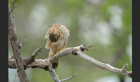 Merlin (Falco columbarius)